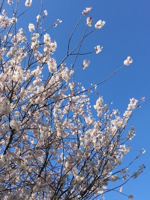 blossoms in wendell park