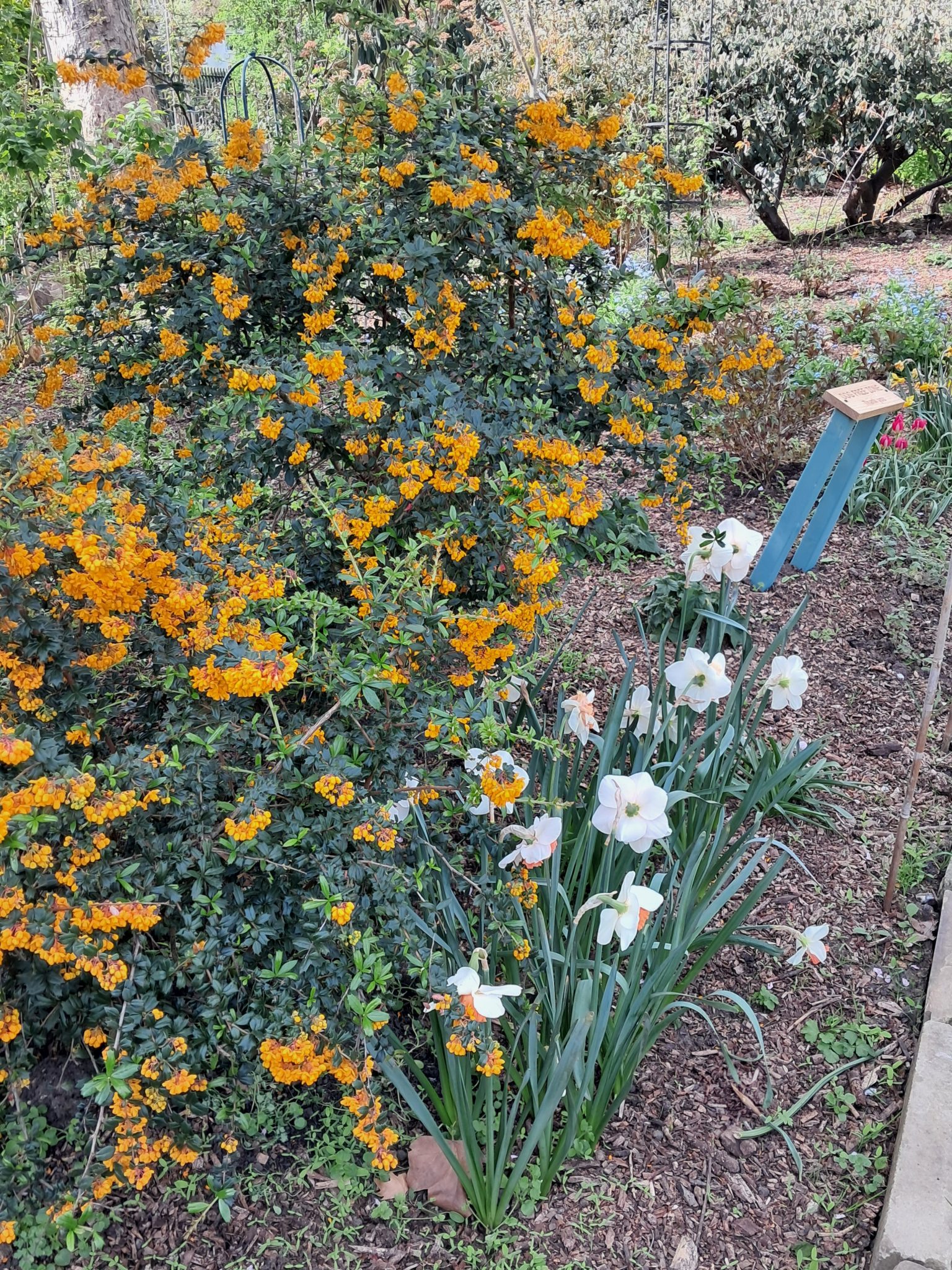 yellow flowers in wendell park